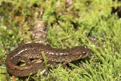 Desmognathus planiceps