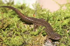 Desmognathus planiceps