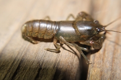 Cambarus georgiae