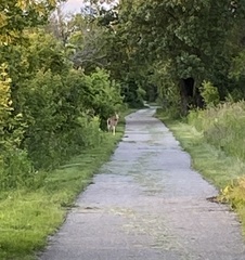 Odocoileus virginianus