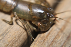 Cambarus georgiae