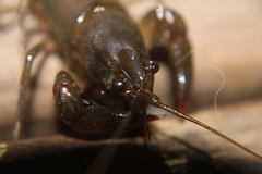 Cambarus georgiae