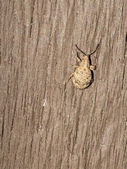 Myosides seriehispidus