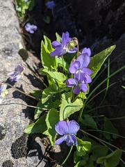 Viola novae-angliae