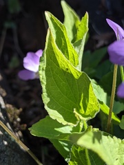Viola novae-angliae