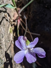 Viola novae-angliae