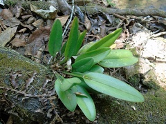 Acianthera hartwegiifolia