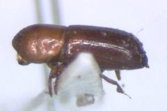 Xyleborus