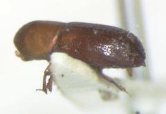 Xyleborus