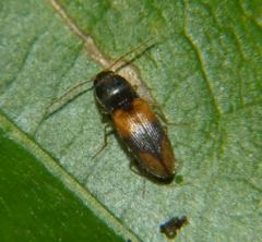 Horistonotus curiatus