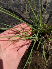 Carex lenticularis
