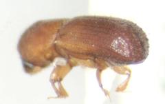 Xyleborus