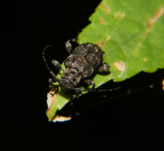 Astylopsis