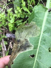 Pegomya bicolor
