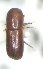 Xyleborus