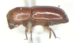 Xyleborus