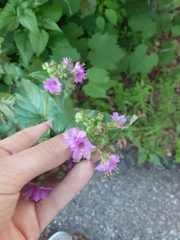 Mirabilis nyctaginea