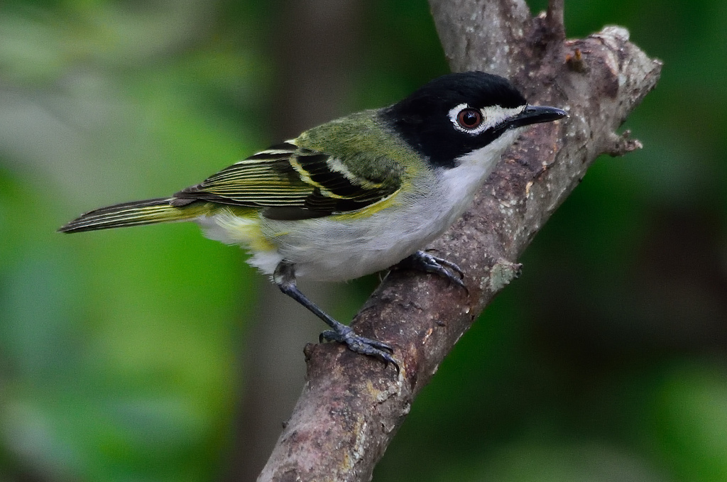 Black-capped Vireo photo