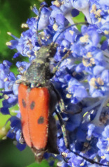 Anastrangalia laetifica