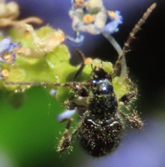 Phymatodes nitidus