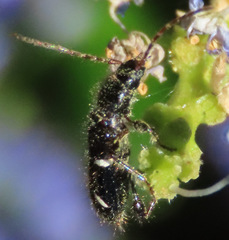 Phymatodes nitidus