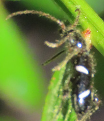 Phymatodes nitidus