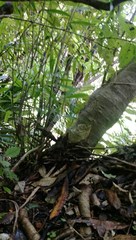 Veronica flavida