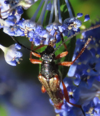 Neobellamira delicata