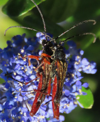 Neobellamira delicata