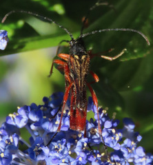 Neobellamira delicata