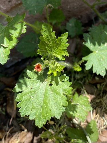 Modiola caroliniana