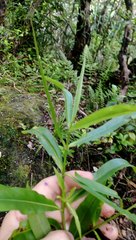 Veronica flavida