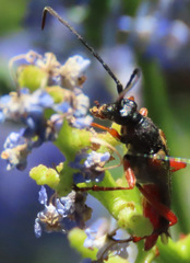 Neobellamira delicata
