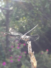 Micrathyria hypodidyma