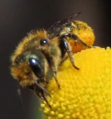 Osmia coloradensis