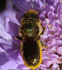 Osmia coloradensis