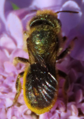 Osmia coloradensis