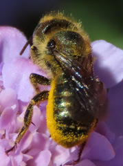Osmia coloradensis