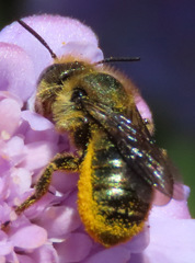 Osmia coloradensis