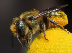 Osmia coloradensis