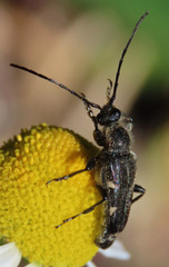 Toxoleptura vexatrix