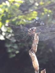Micrathyria hypodidyma