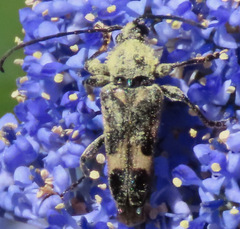 Toxoleptura vexatrix