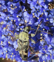 Toxoleptura vexatrix