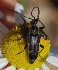Toxoleptura vexatrix
