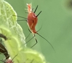 Uroleucon verbesinae
