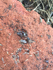 Armadilloniscus lindahli