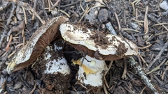 Agaricus moronii