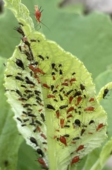 Uroleucon verbesinae