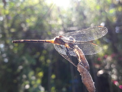 Micrathyria hypodidyma